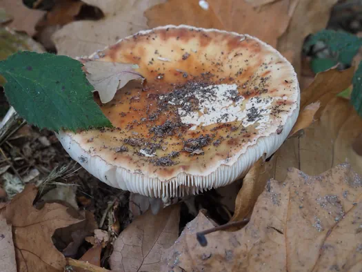 Provinciaal Domein Lippensgoed-Bulskampveld (België)
